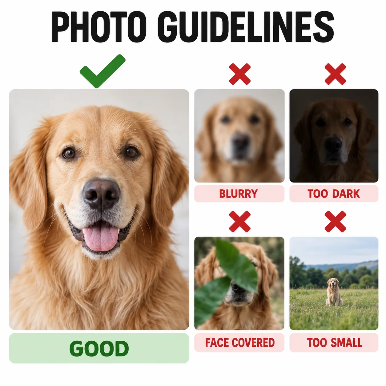 Photo guidelines — good photos vs blurry, dark, covered or too small